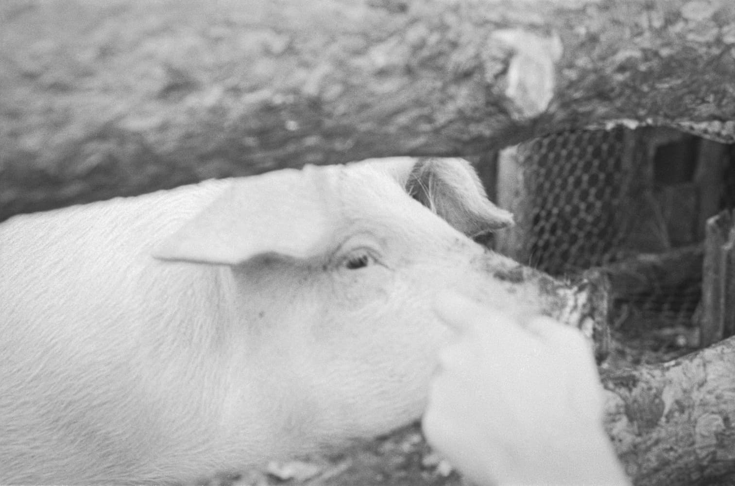 Rosa − In her pigsty.